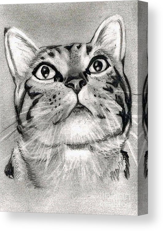 531x750 Tabby Cat Pencil Drawing Canvas Print Canvas Art - Tabby Cat Drawing