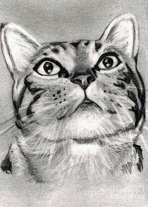 500x700 Tabby Cat Pencil Drawing Greeting Card For Sale - Tabby Cat Drawing
