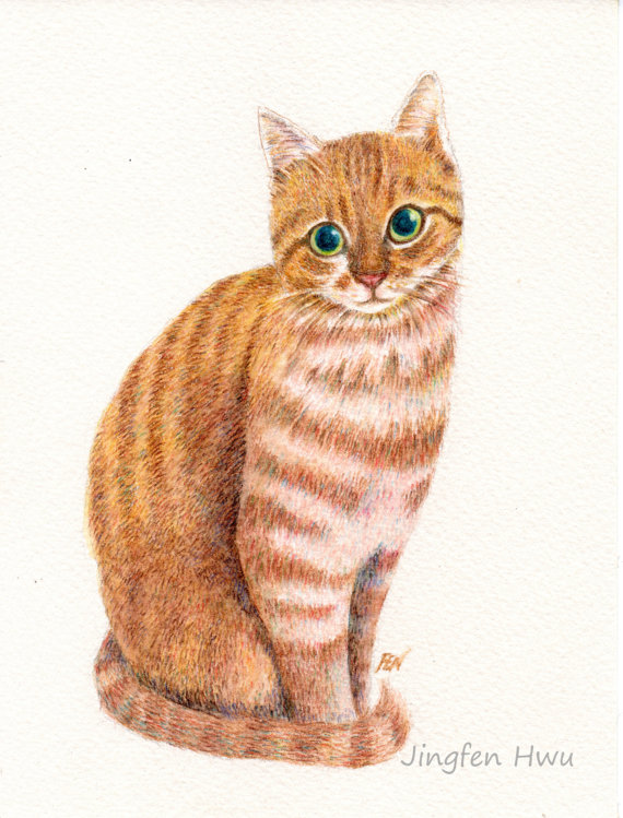 570x749 Watercolor Pencil Drawing Cat Art Print A Sweet Ginger Orange - Tabby Cat Drawing