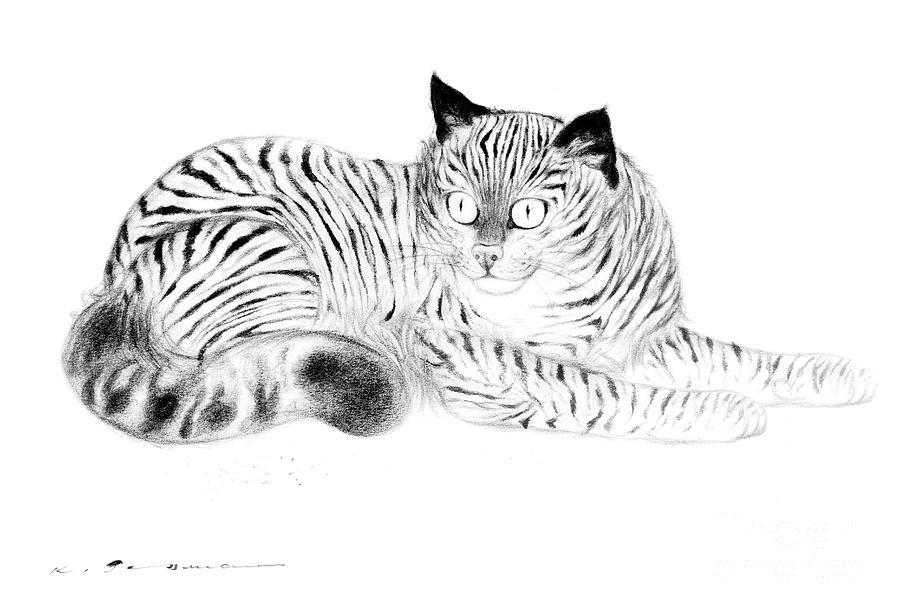 900x615 Common Mackerel Tabby Cat Drawing - Tabby Cat Drawing