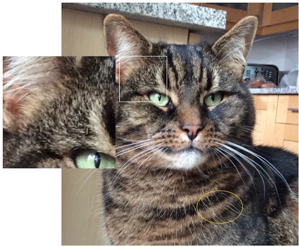 600x497 Drawing A Tabby Cat From A Photograph Colin Bradley Art - Tabby Cat Drawing