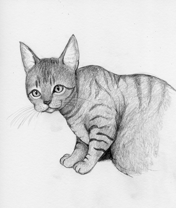 Tabby Cat Painting at PaintingValley.com | Explore collection of Tabby ...