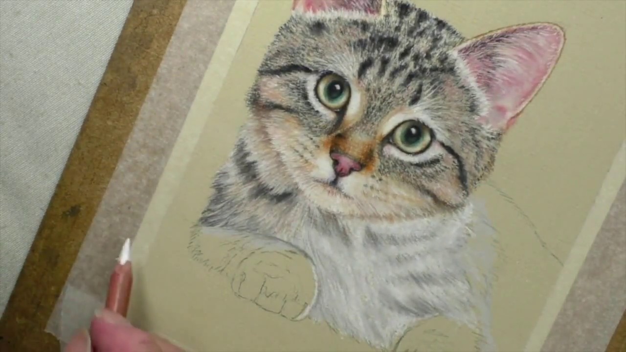 1280x720 drawing tabby kitten fur pastel pencils - Tabby Drawing