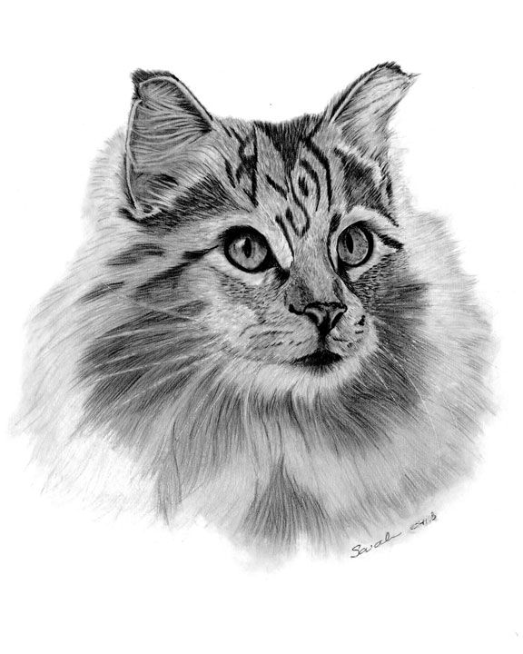 576x720 I Just Had To Draw This Beautiful Long Haired Tabby Cat - Tabby Drawing