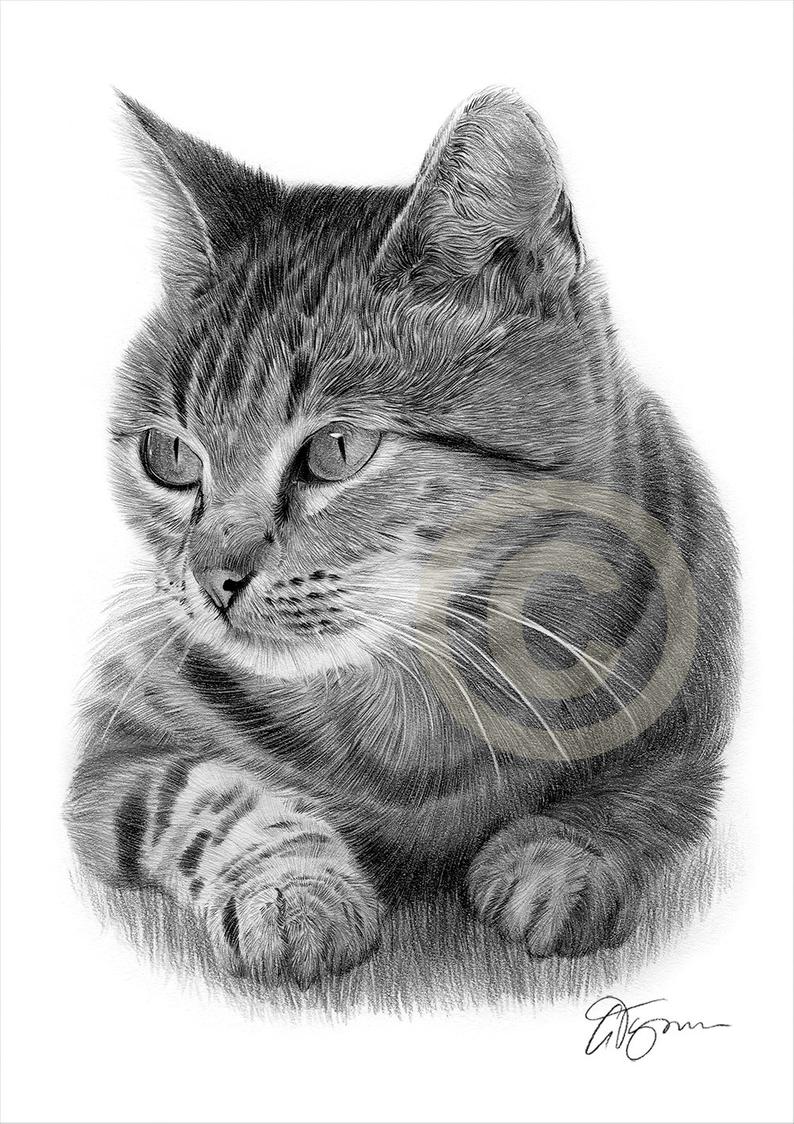 794x1124 Tabby Cat Pencil Drawing Print Cat Art Artwork Signed - Tabby Drawing