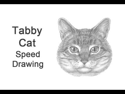 480x360 Tabby Cat - Tabby Drawing