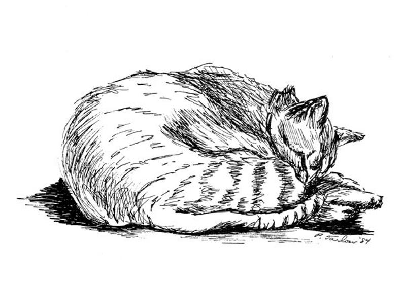 794x556 Tabby Cat Drawing Cat Pen And Ink Tabby Cat Print Tabby Cat Etsy - Tabby Drawing