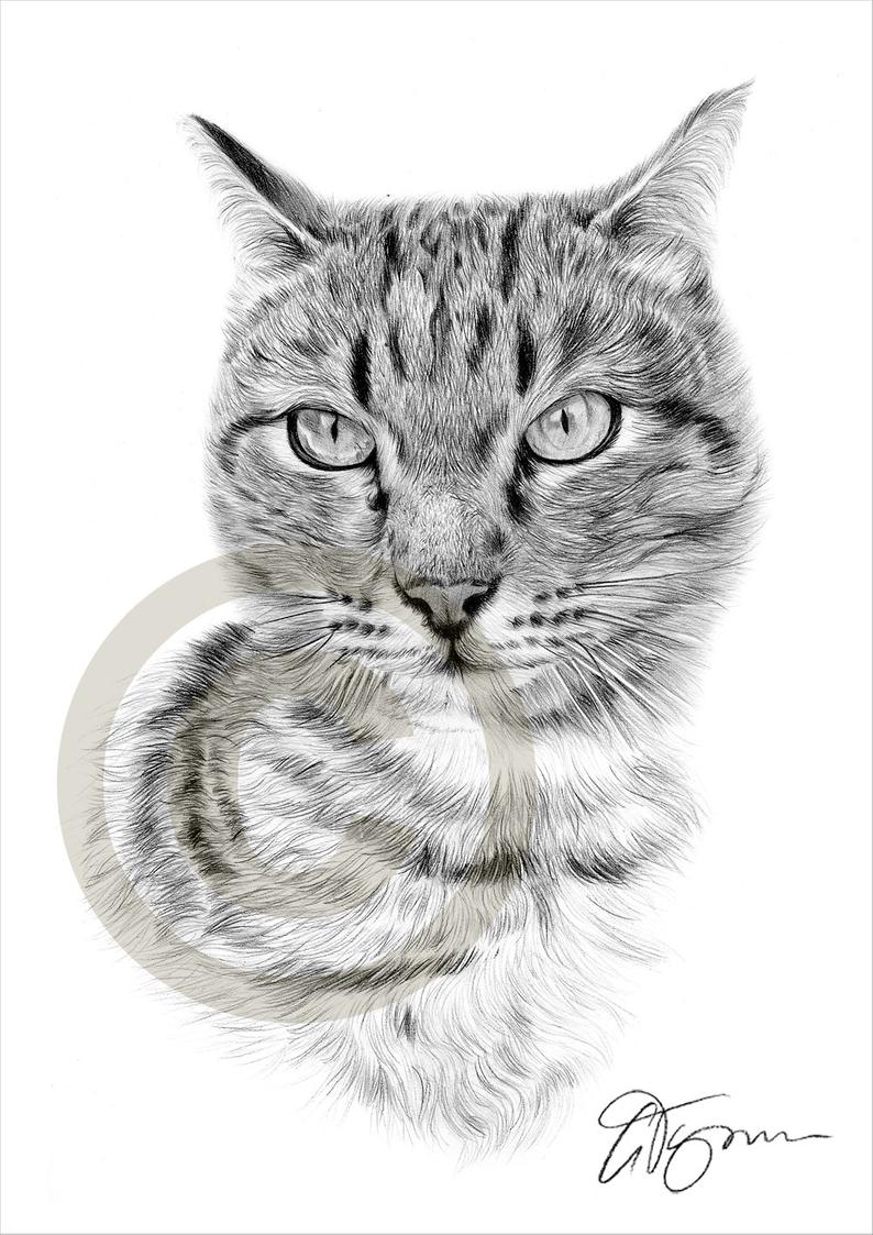 794x1123 Tabby Cat Cat Art Pencil Drawing Print Artwork Signed - Tabby Drawing