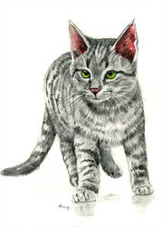 179x250 Tabby Kitten Pencil Drawing - Tabby Drawing