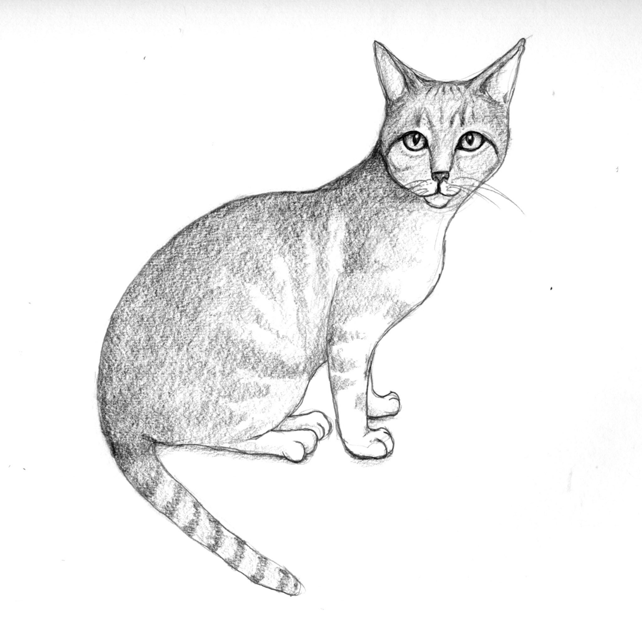 2048x1979 Cat Doodle Osaka Bad Drawings - Tabby Drawing