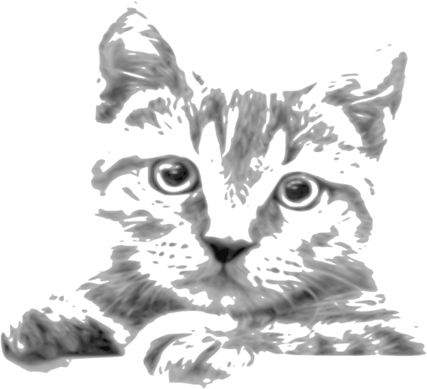 623x568 Download Kitten Whiskers Tabby Cat Siamese Cat Javanese Cat - Tabby Drawing