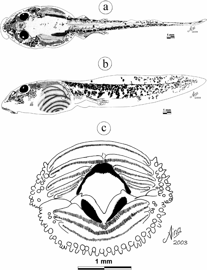 850x1107 Drawings Of Preserved Tadpole Specimen Of Gephyromantis Ambohitra - Tadpole Drawing