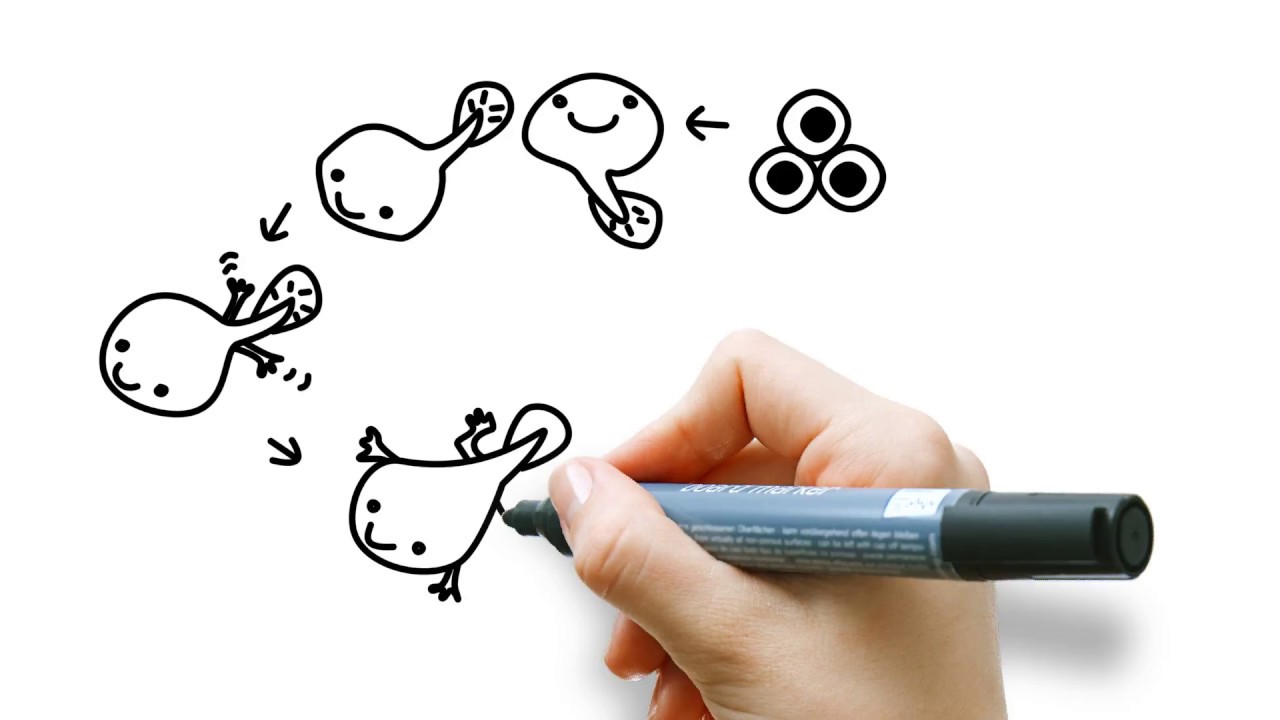 1280x720 From Tadpole To Frog Drawing For Kids! - Tadpole Drawing