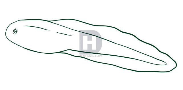 642x317 How To Draw A Tadpole, Step - Tadpole Drawing