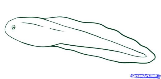 520x256 Learn How To Draw A Tadpole, Forest Animals, Animals, Free Step - Tadpole Drawing