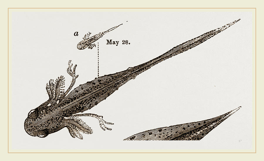 900x549 Tadpole At And Days Drawing - Tadpole Drawing