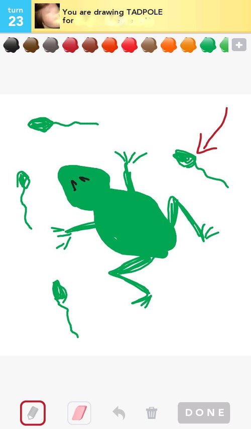 500x853 Tadpole Drawings - Tadpole Drawing