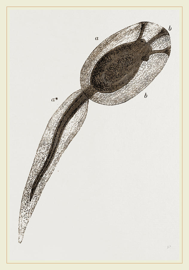 632x900 Tadpole Of Amaroucium Proliferum Magnified Drawing - Tadpole Drawing