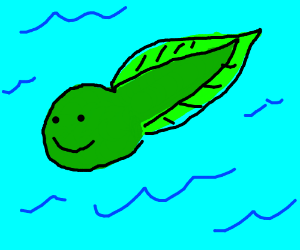 300x250 Tadpole Drawing - Tadpole Drawing