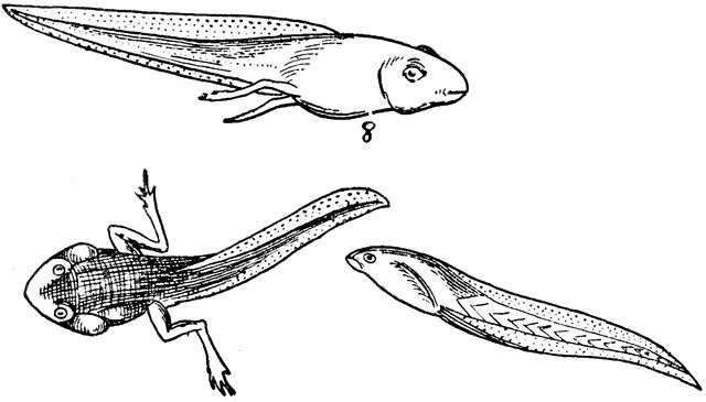 640x365 Tadpole Drawings Pattern Reference Photos Drawings, Pattern - Tadpole Drawing