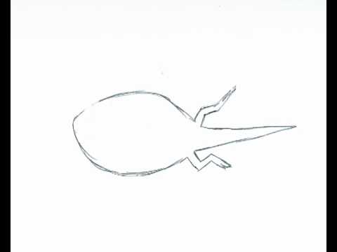 480x360 Tadpole To Frog - Tadpole Drawing