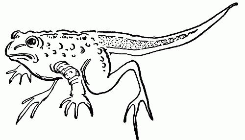 500x286 Tadpole With Legs - Tadpole Drawing