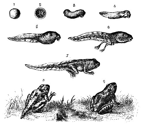 500x435 vintage frog lifecycle drawing which depicts the transformation - Tadpole Drawing