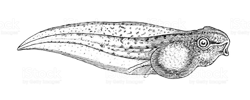 1024x411 Tadpole Drawing Vector For Free Download - Tadpole Drawing
