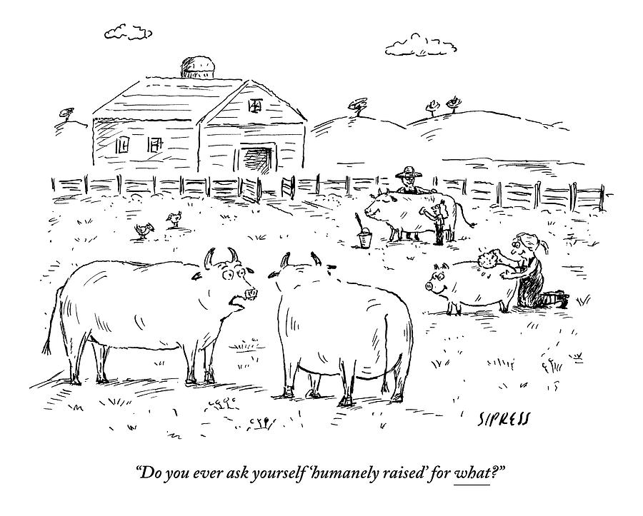 900x723 Two Cows On A Farm Talking Drawing - Talking Drawing