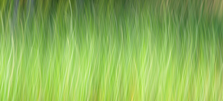 900x410 long days and tall grass draw and shoot - Tall Grass Drawing