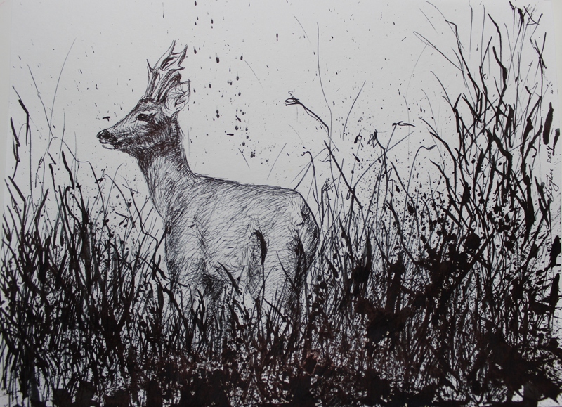 800x579 roebuck in tall grass anna login paintings, drawings and jewellery - Tall Grass Drawing