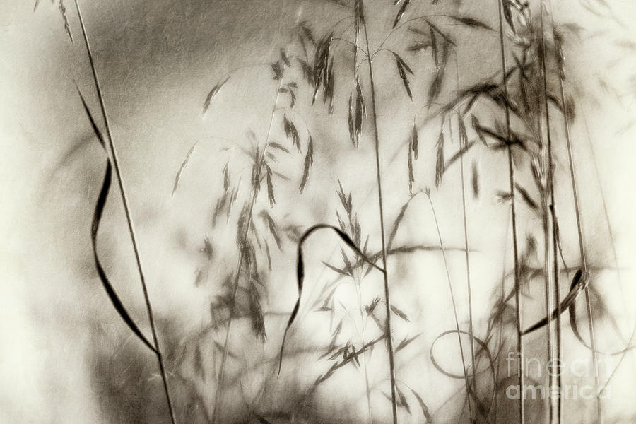 900x600 sitting in tall grass photograph - Tall Grass Drawing