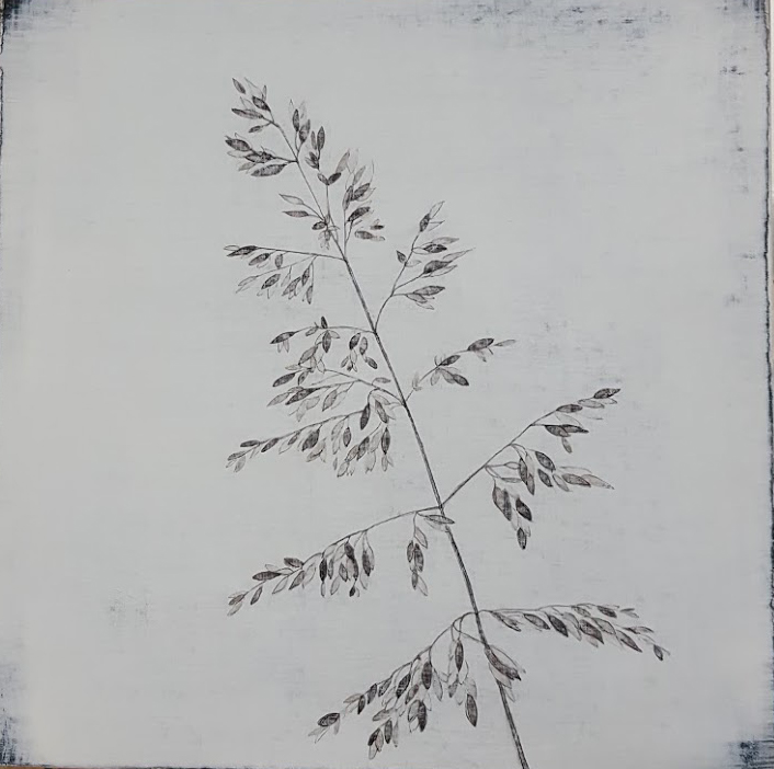 706x702 tall grass gallery barrow - Tall Grass Drawing