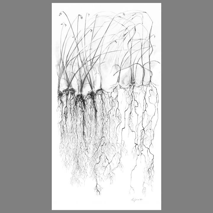 720x720 troy corliss tall grass print x - Tall Grass Drawing