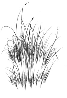 225x330 drawing grass - Tall Grass Drawing