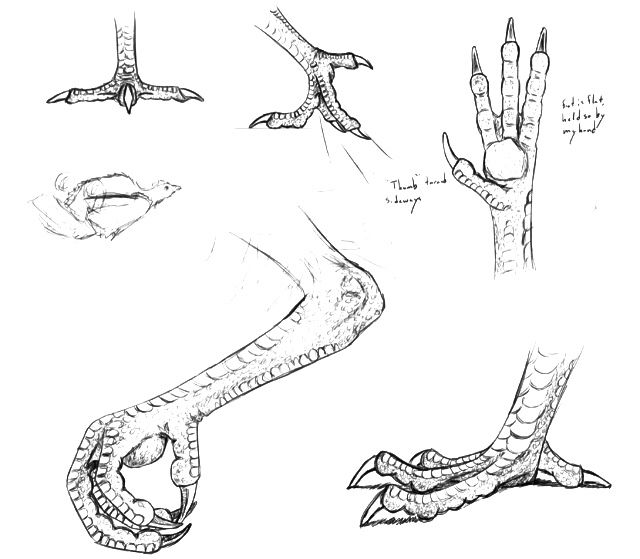 640x559 how to draw talons ltart inspirationgt drawings, feet drawing - Talon Drawing