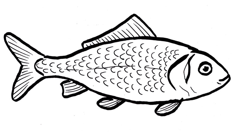 800x448 Drawings Of Fish How To Draw A For Kids Drawingforall Net Sweet - Tandem Drawing