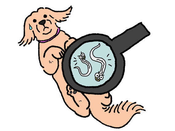 570x428 parasites in the news should you be worried for yourself or your - Tapeworm Drawing