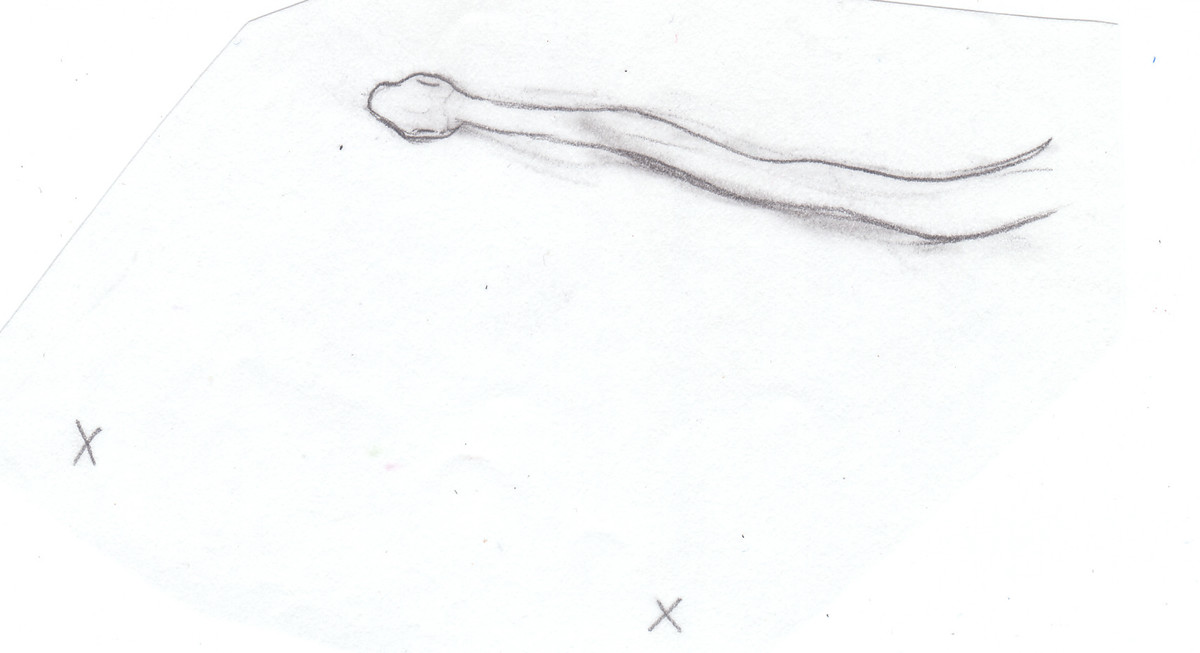 Tapeworm Drawing at Explore collection of Tapeworm