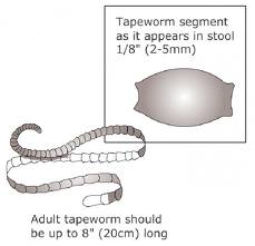229x221 Tapeworms - Tapeworm Drawing