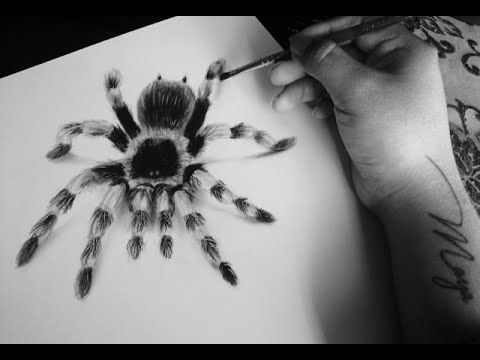 480x360 How To Draw A Tarantula - Tarantula Drawing
