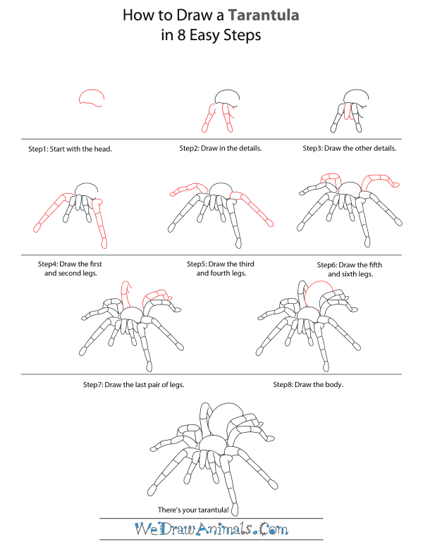 600x776 How To Draw A Tarantula - Tarantula Drawing