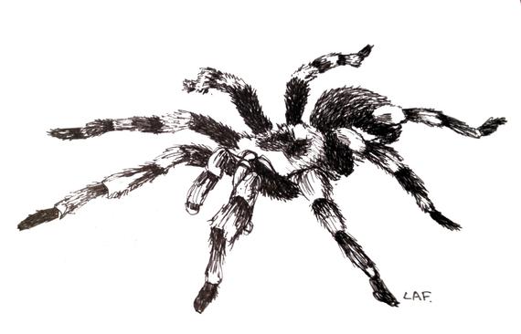 570x366 Insect Printsspider Prints Tarantula Printsoriginal Drawing Etsy - Tarantula Drawing