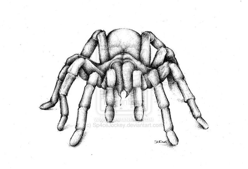 794x541 King Baboon Tarantula Pencil Drawing Signed Hq Print Etsy - Tarantula Drawing