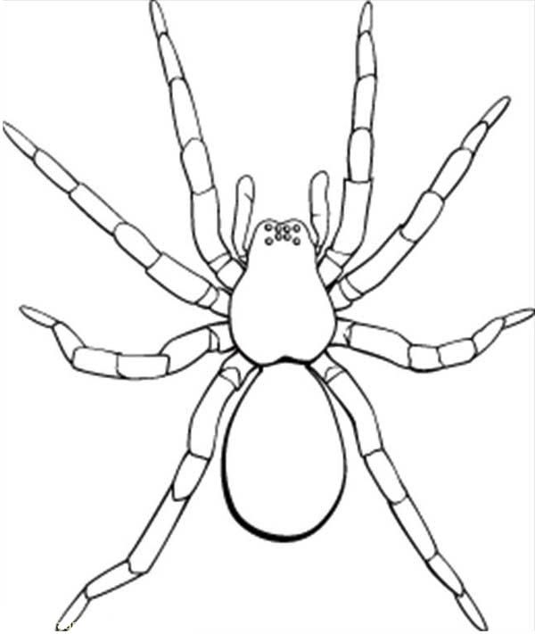600x711 Picture Of Tarantula Coloring - Tarantula Drawing