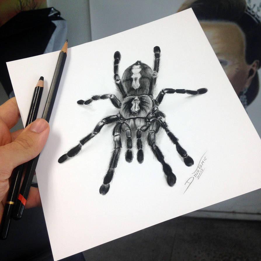 894x894 Quick Tarantula Sketch - Tarantula Drawing