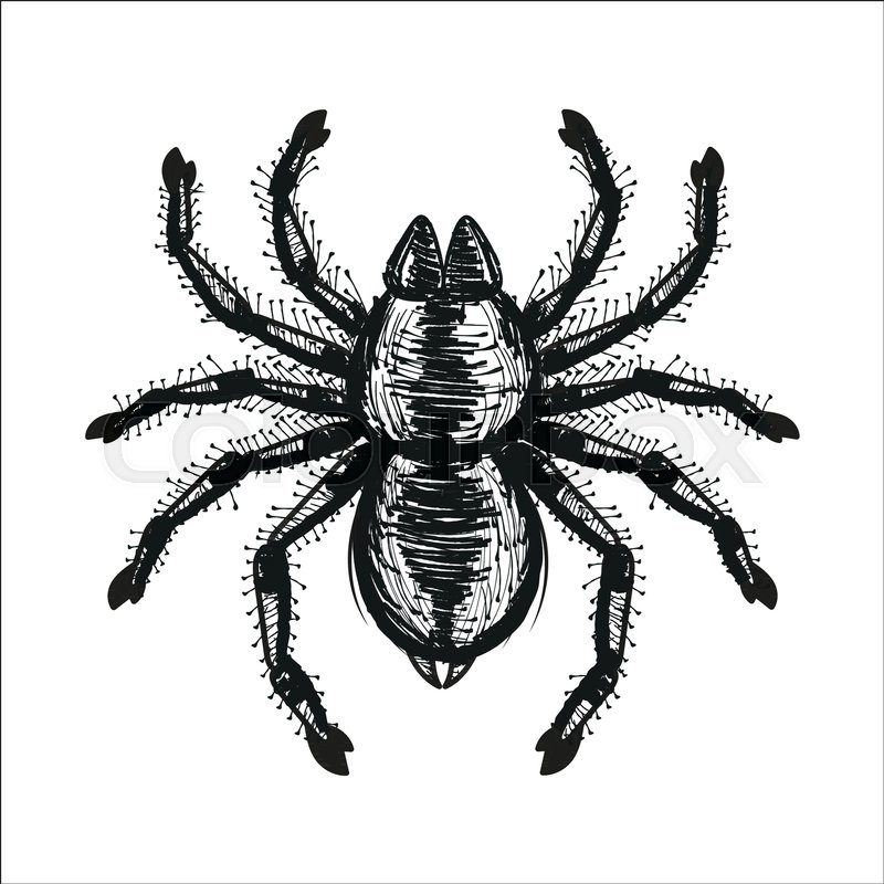 800x800 Spider Tarantula Vector Color Drawing Stock Vector Colourbox - Tarantula Drawing