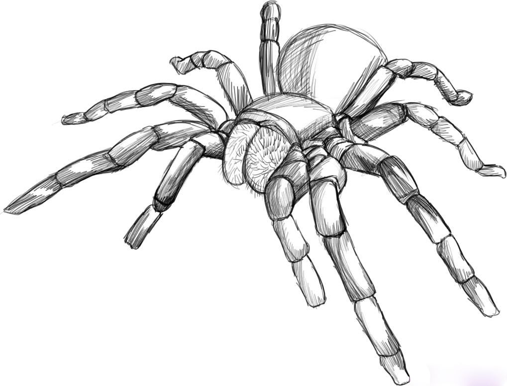 1019x777 Tarantula Drawing Drawings Spider Art, Drawings, Art - Tarantula Drawing