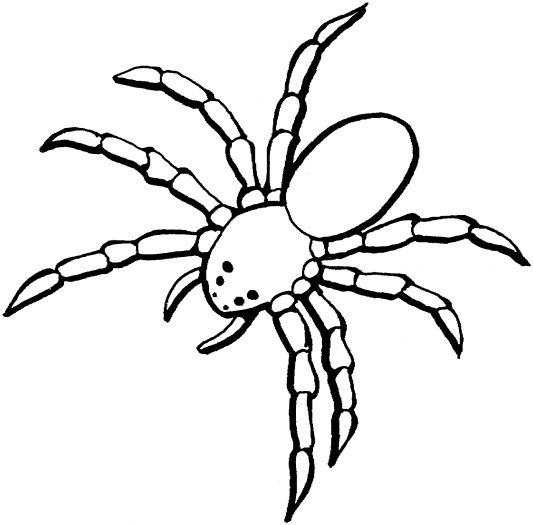 533x525 Simple Tarantula Drawing Giant Tarantula - Tarantula Drawing