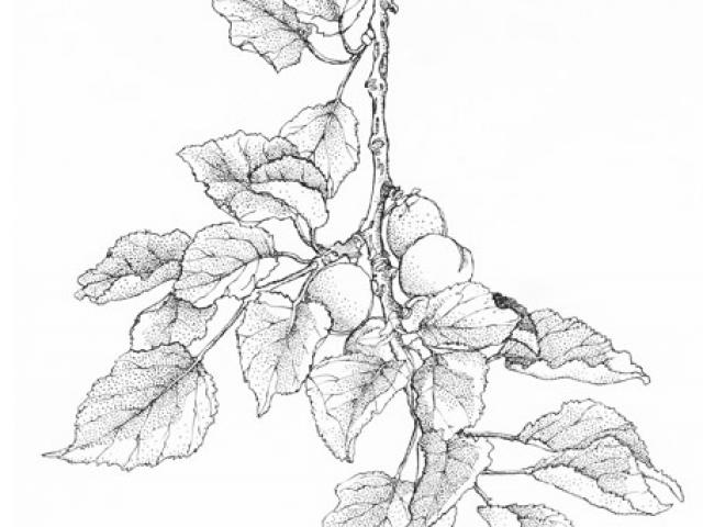 640x480 Drawn Foliage Taro Leaves - Taro Leaf Drawing